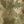 Olive Camo