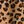 Tan Leopard