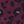 Burgundy Cheetah