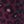 Burgundy Cheetah