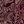 Burgundy Gold