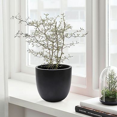 LuxenHome Round Tapered 9.2" H Indoor/Outdoor Planter, Black