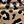 Brown Leopard