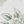 Sage Green Toile