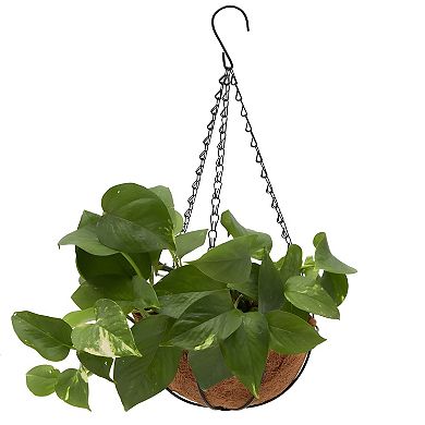 Black Metal Hanging Planter Basket With Coco Liners 2 Pcs