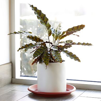 Round Plastic Plant Saucer Drip Trays 12" 8 Pcs