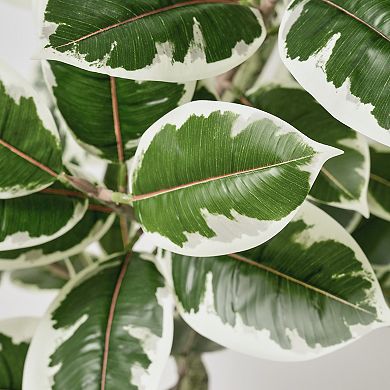 American Art Décor 60-in. Artificial Variegated Rubber Tree Plant Floor Decor