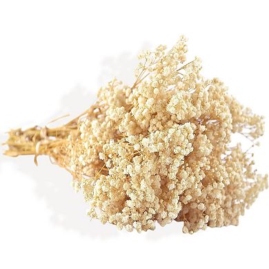 Dried Floral Arrangement with Pampas Grass and Textured Accents