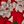 Holiday Red Magnolia