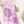 Ivory Lavender