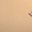 Beige Bisque