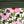 Pink Floral Border Mix