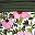 Pink Floral Border Mix