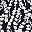 Black White Floral