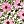 Blossom White Pink