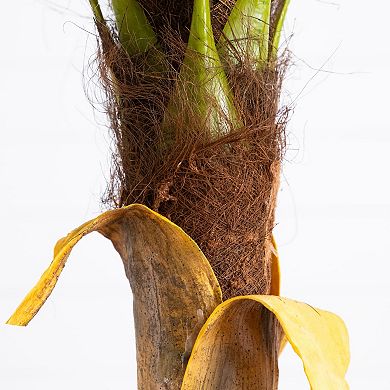 nearly natural 7-ft. Artificial Coconut Palm Tree Floor Decor