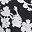 Black White Floral