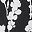 Black White Floral