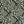 Eucalyptus