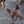 Dogs