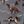 Dogs