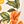 Vintage Florals