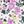White Ditsy Floral