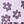 Bubble Floral Purple