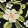 Hibiscus Floral Black