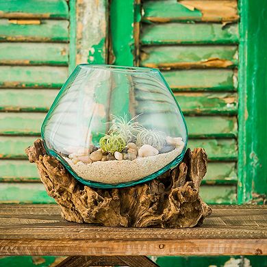 Evergreen Enterprises Medium Glass Planter on Driftwood