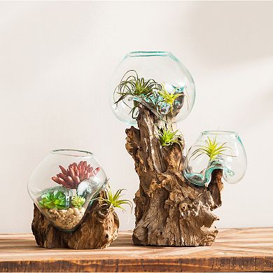 Evergreen Enterprises Double Glass Planter on Driftwood