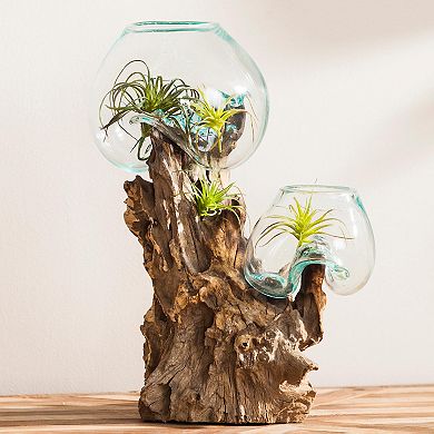 Evergreen Enterprises Double Glass Planter on Driftwood
