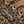 Tan Leopard