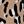 Tan Leopard