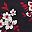 Black Aster Floral