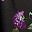 Purple Rose Floral