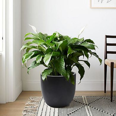 LuxenHome Round Tapered Medium Indoor/Outdoor Planter