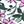White Ditsy Floral