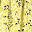 Primrose Yellow Leaf