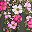 Green Floral Placement