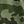 Olive Green Camo