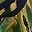 Navy Green Citron