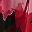 Black Red Fuchsia