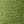 Rapid Green