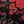 Red Peony Garden