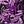 Purple Tropical Leaves