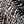 Chocolate Animal Print