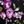 Purple Rose Floral