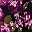 Purple Rose Floral
