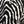 Black Grey Black Zebra